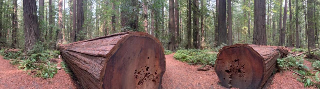 Glamping In The Redwoods With A Hot Tub! Hotel Garberville Bagian luar foto