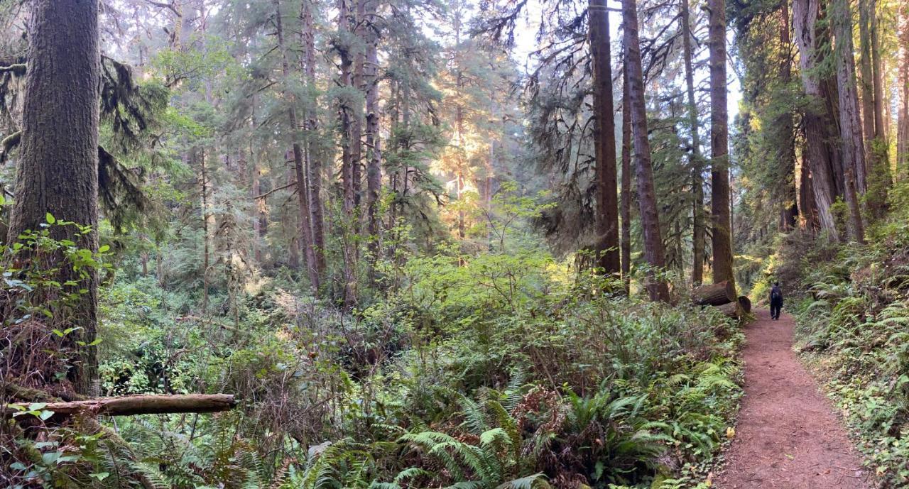 Glamping In The Redwoods With A Hot Tub! Hotel Garberville Bagian luar foto